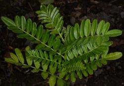 Image: P.B. Heenan © Landcare Research 